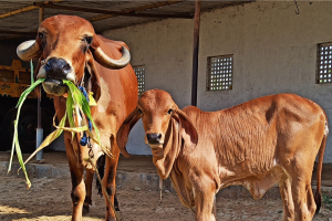 Cow Life Cycle