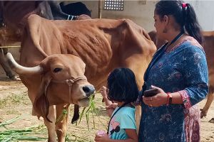 Feed Cows