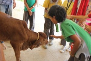 Pet Cows