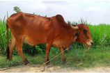 Vrindavan Farm Cows