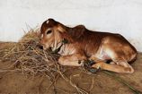 Vrindavan Farm Cows