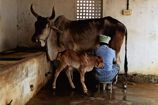 Vrindavan Farm Cows