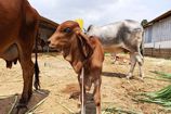 Vrindavan Farm Cows