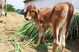 Vrindavan Farm Cows