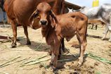 Vrindavan Farm Cows