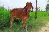 Vrindavan Farm Cows