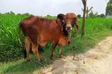 Vrindavan Farm Cows