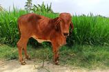 Vrindavan Farm Cows