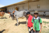 Vrindavan Farm Visit