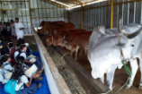 Vrindavan Farm Visit