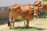 Vrindavan Farm Cows