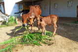 Vrindavan Farm Cows