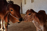 Vrindavan Farm Cows