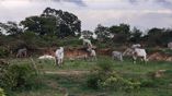 Desi Cows