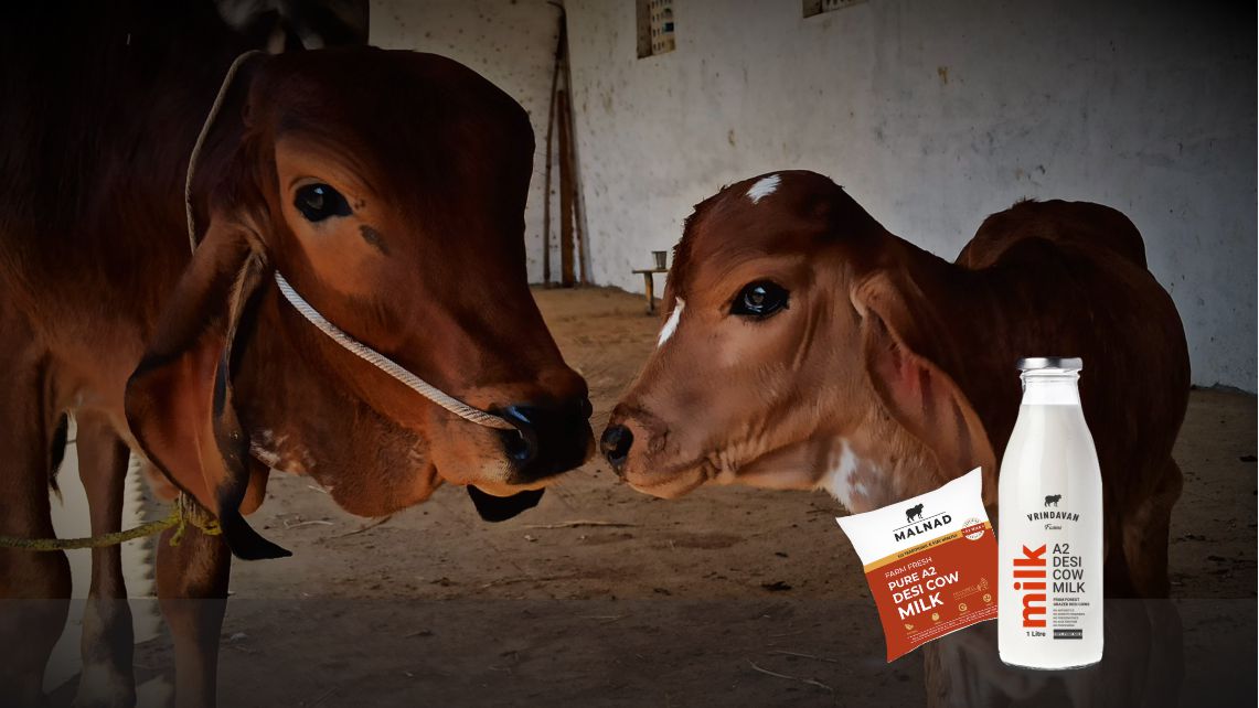 Desi Cow Calves