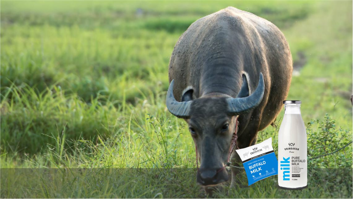 Buffalo Grazing