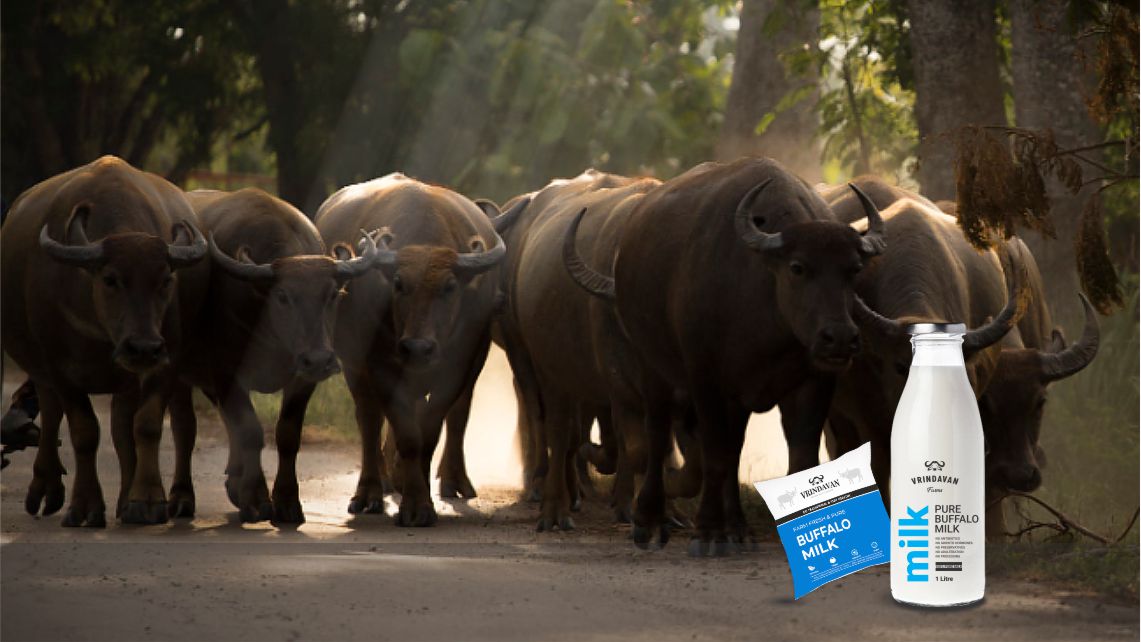 Buffalos returning home