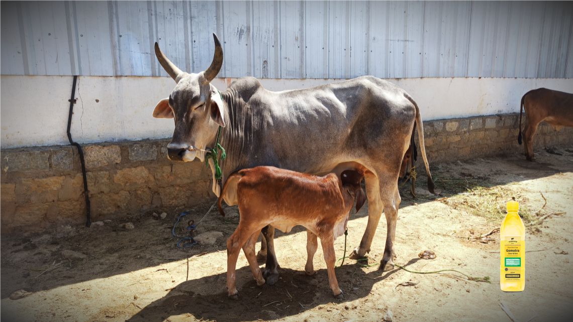 Desi cows