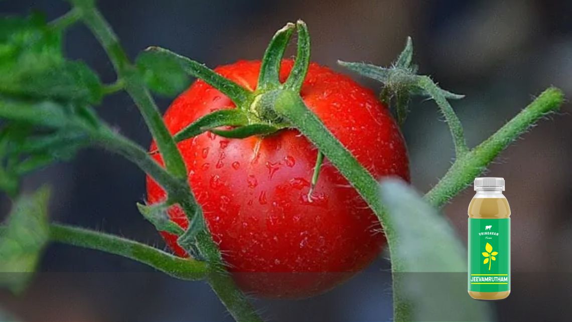 Tomato Plant